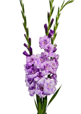 Gladiole Yvonne