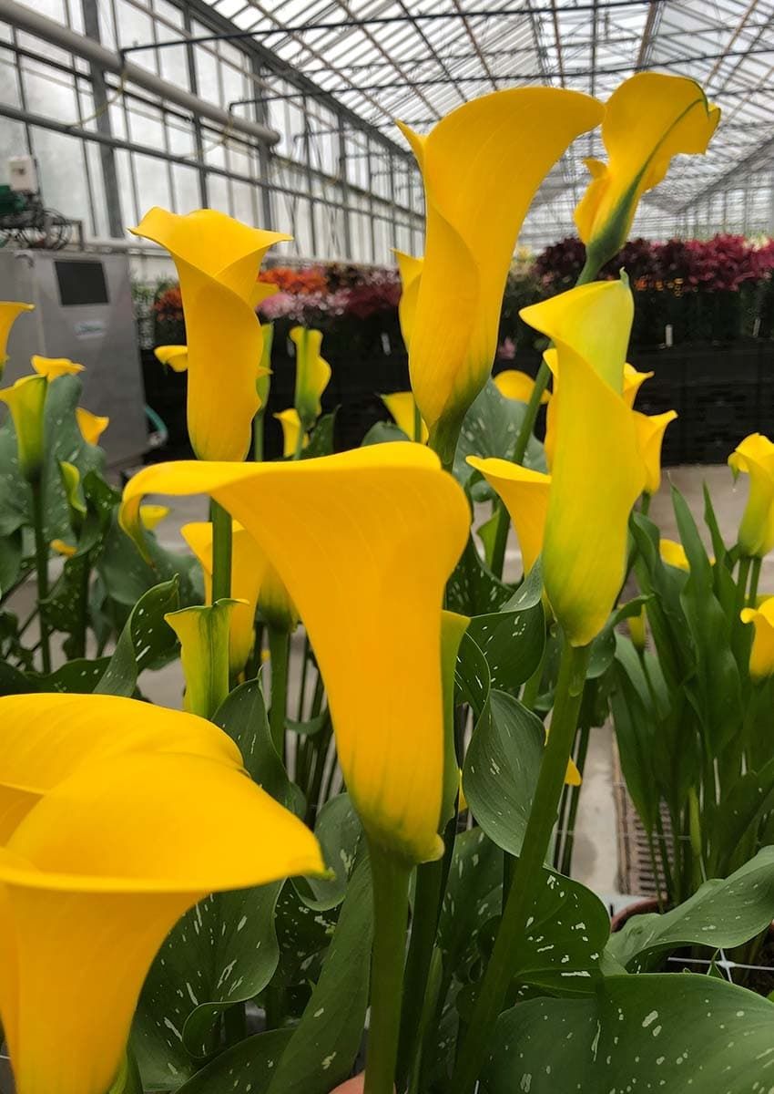  LONG BEACH ® - 1 BULB