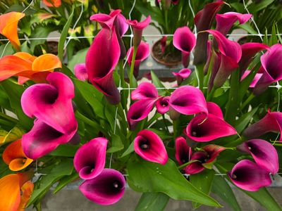 CALLA DIOR® - 1 BULB 