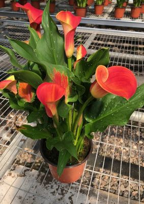 CALLA HAVANA® - 1 BULB