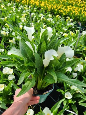 CALLA VIRGIN ART® - 1 BULB