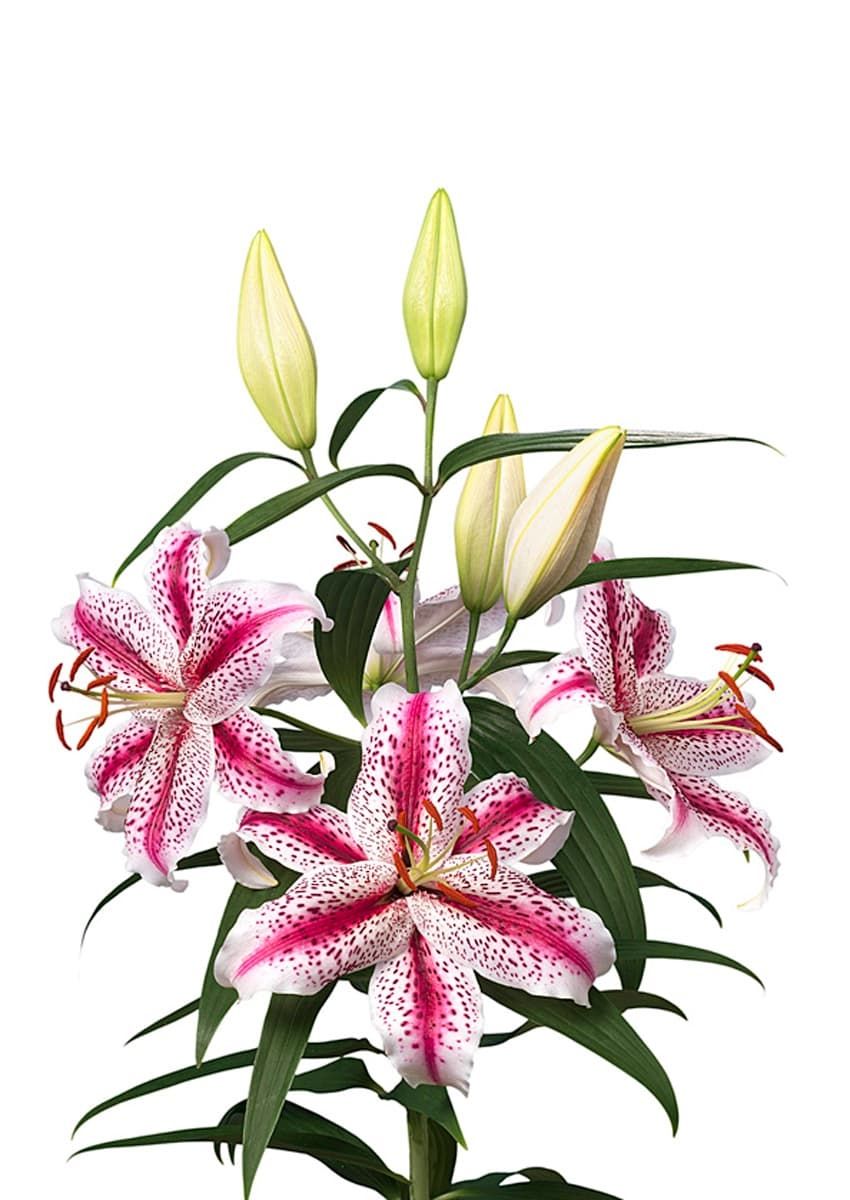 CRIN IMPERIAL TIGERWOODS - Pachet 2 bulbi