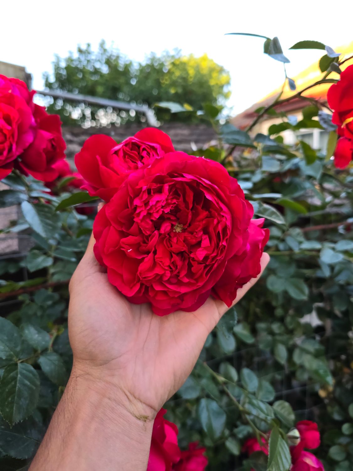 TRANDAFIR CĂȚĂRĂTOR FLORENTINA