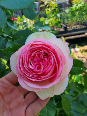 EDEN ROSE ®