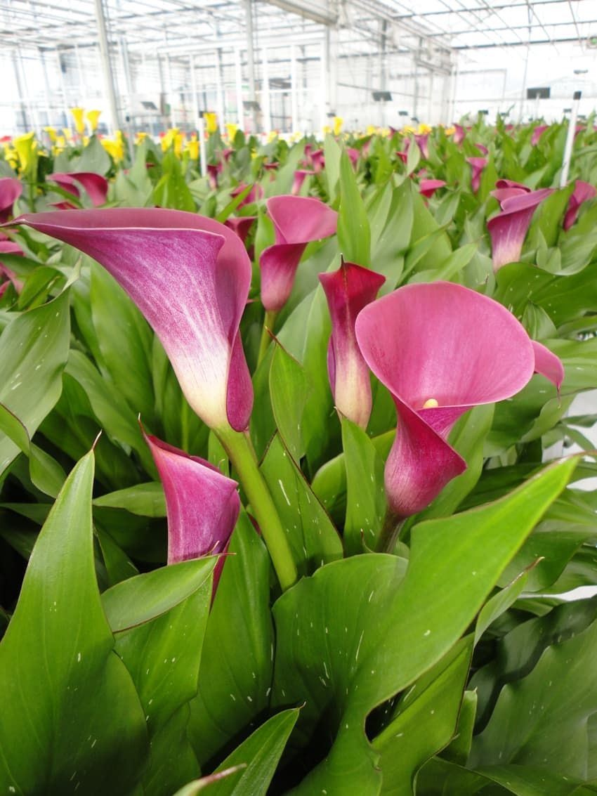 CALLA SUMATRA® - 1 BULB 
