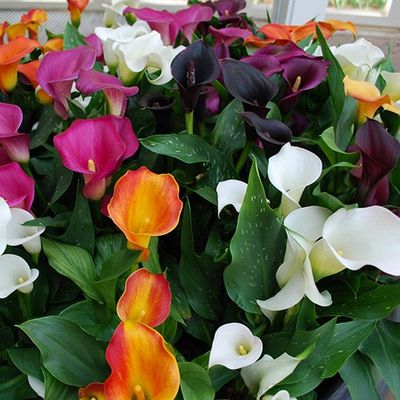 CALLA SELECT MIX - 6 BULBI