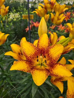 CRIN ASIATIC SWEET VALLEY - Pachet 2 bulbi