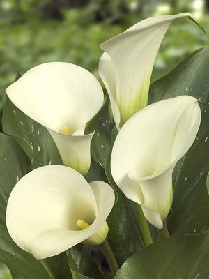 CALLA CAPTAIN VENTURA® - 1 BULB 