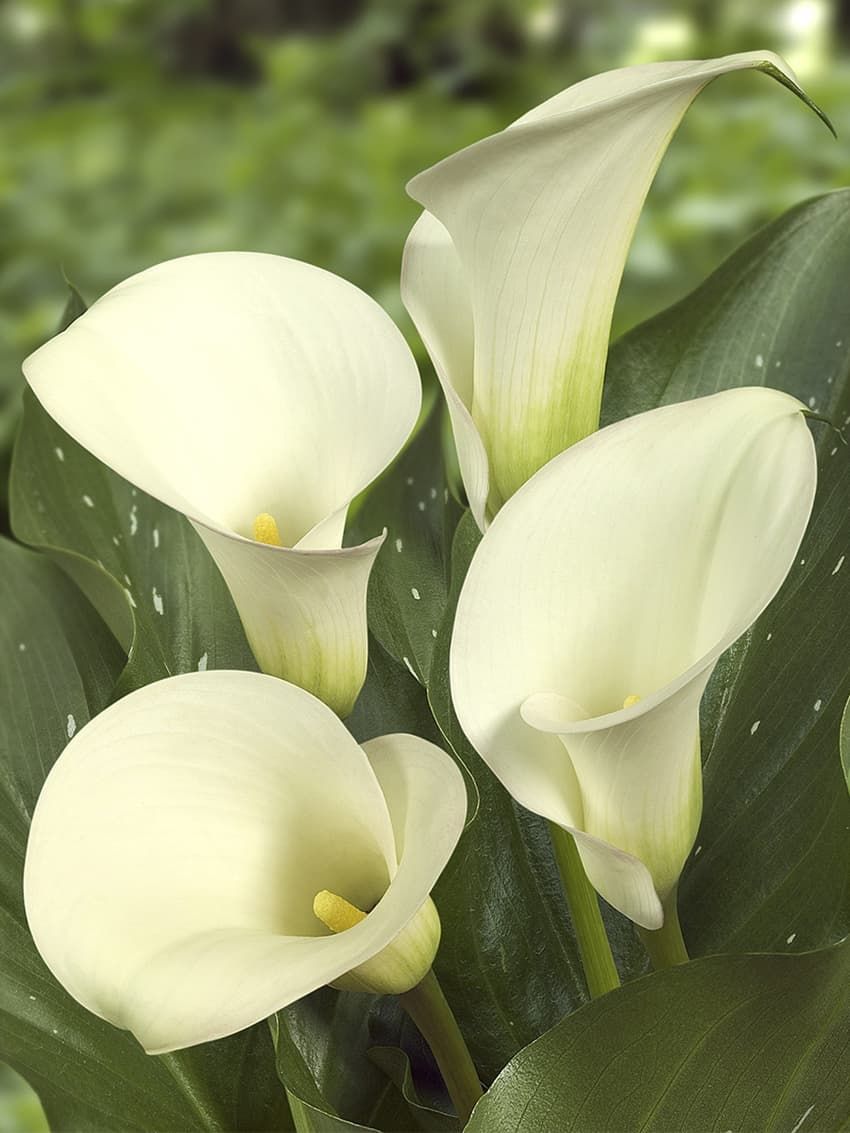 CALLA CAPTAIN VENTURA
