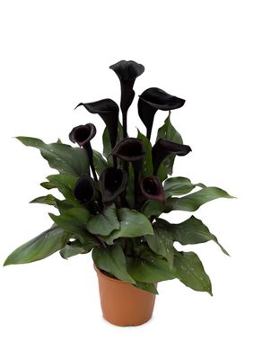 CALLA MEMORIES® - 1 BULB