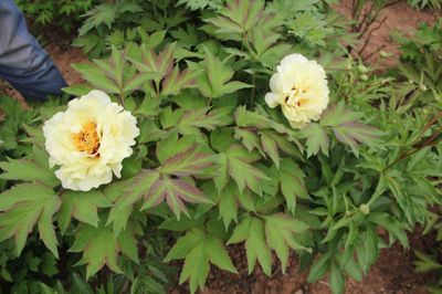 Bujor tip copac - Lutea High Noon