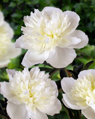Bujor Duchesse de Nemours