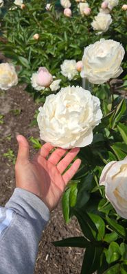 Bujor Amalia Olson