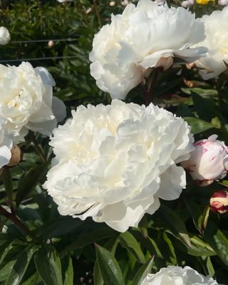 Bujor White Lullaby 