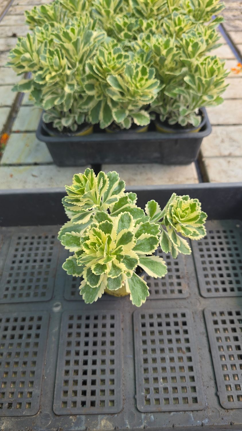 SEDUM ATLANTIS