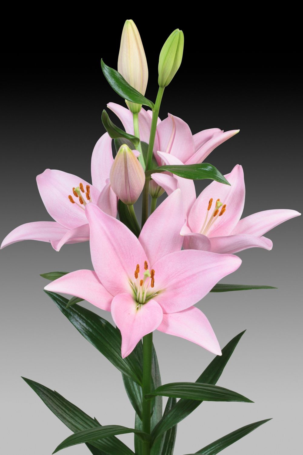 Crin Asiatic Cervia - Pachet 5 bulbi