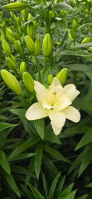 CRIN ASIATIC DUBLU - BELVEDERE - Pachet 5 bulbi