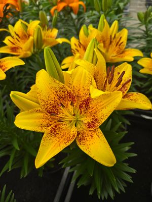 CRIN PITIC - TINNY NUGGET - Pachet 10 bulbi