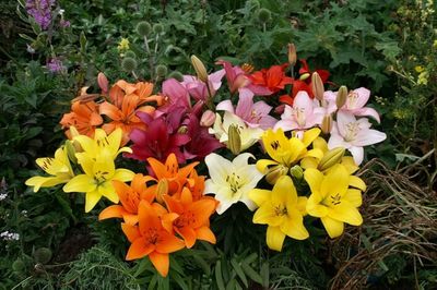 CRINI ASIATICI MIX - Pachet 10 bulbi