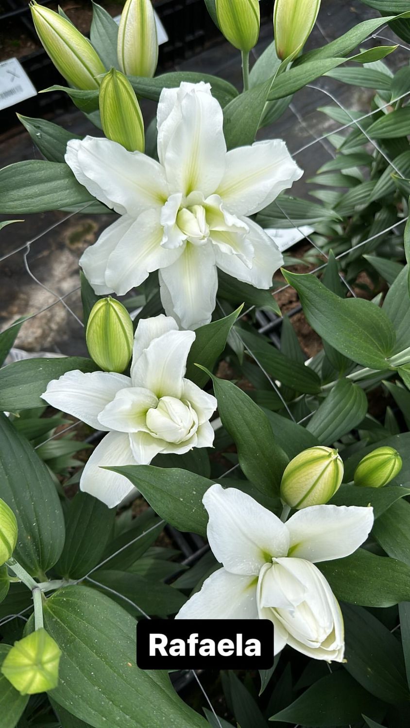 CRIN REGAL - ROSELILY TANYA - Pachet 3 bulbi