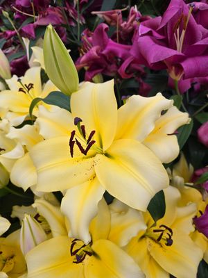 CRIN IMPERIAL MONCHIQUE - Pachet 3 bulbi 