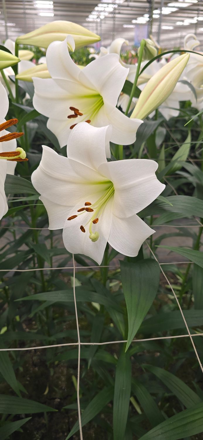 CRIN TRUMPET - WHITE TRIUMPH - Pachet 3 bulbi