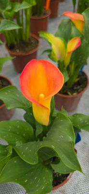 CALLA CAPTAIN BRUNELLO® - 1 BULB