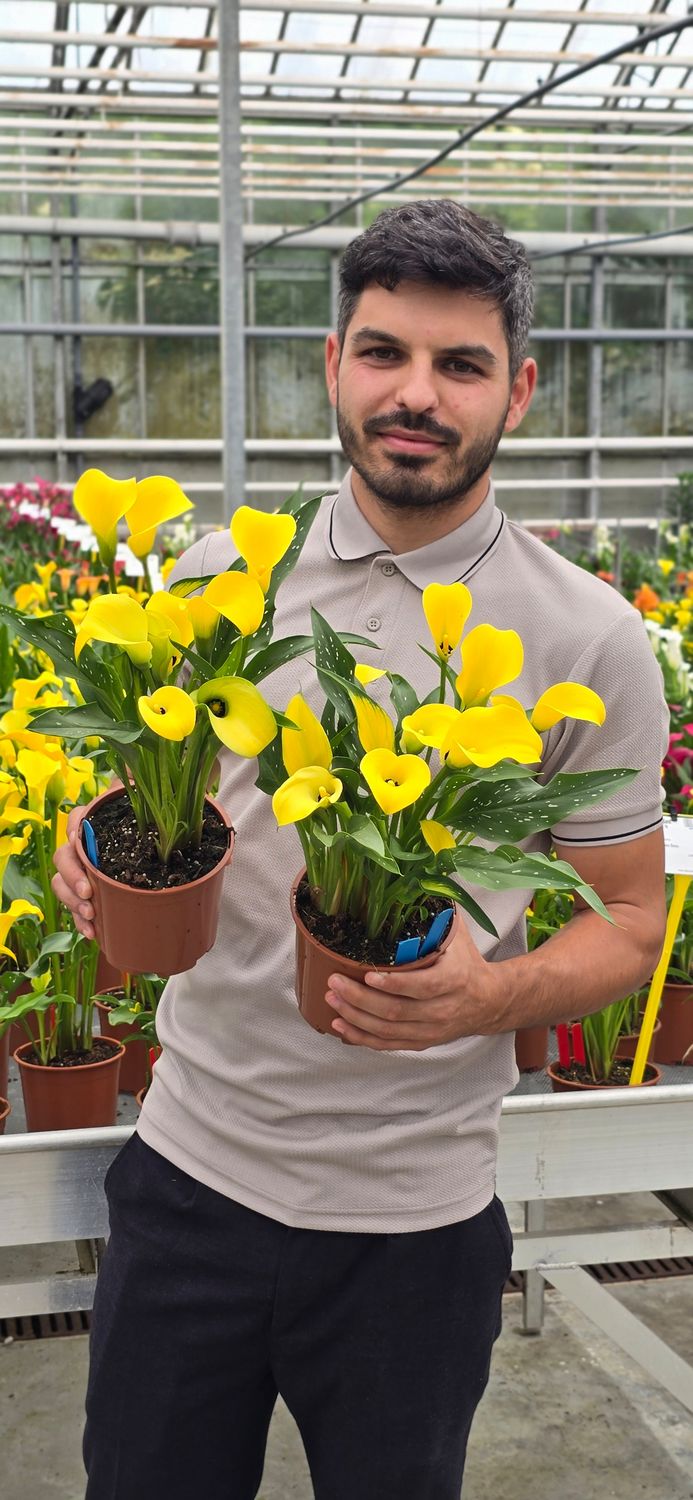 CALLA GOLD LABEL ® - 1 BULB