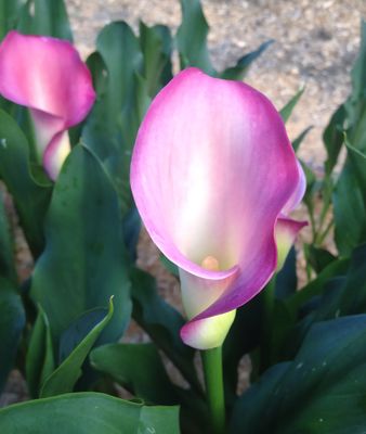 CALLA PINK PUPPY ® - 1 BULB