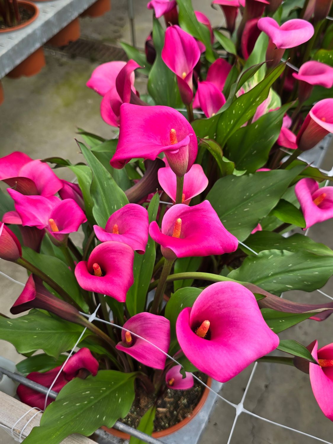 CALLA LIPSTICK ® - 1 BULB