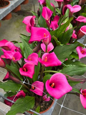 CALLA LIPSTICK ® - 1 BULB