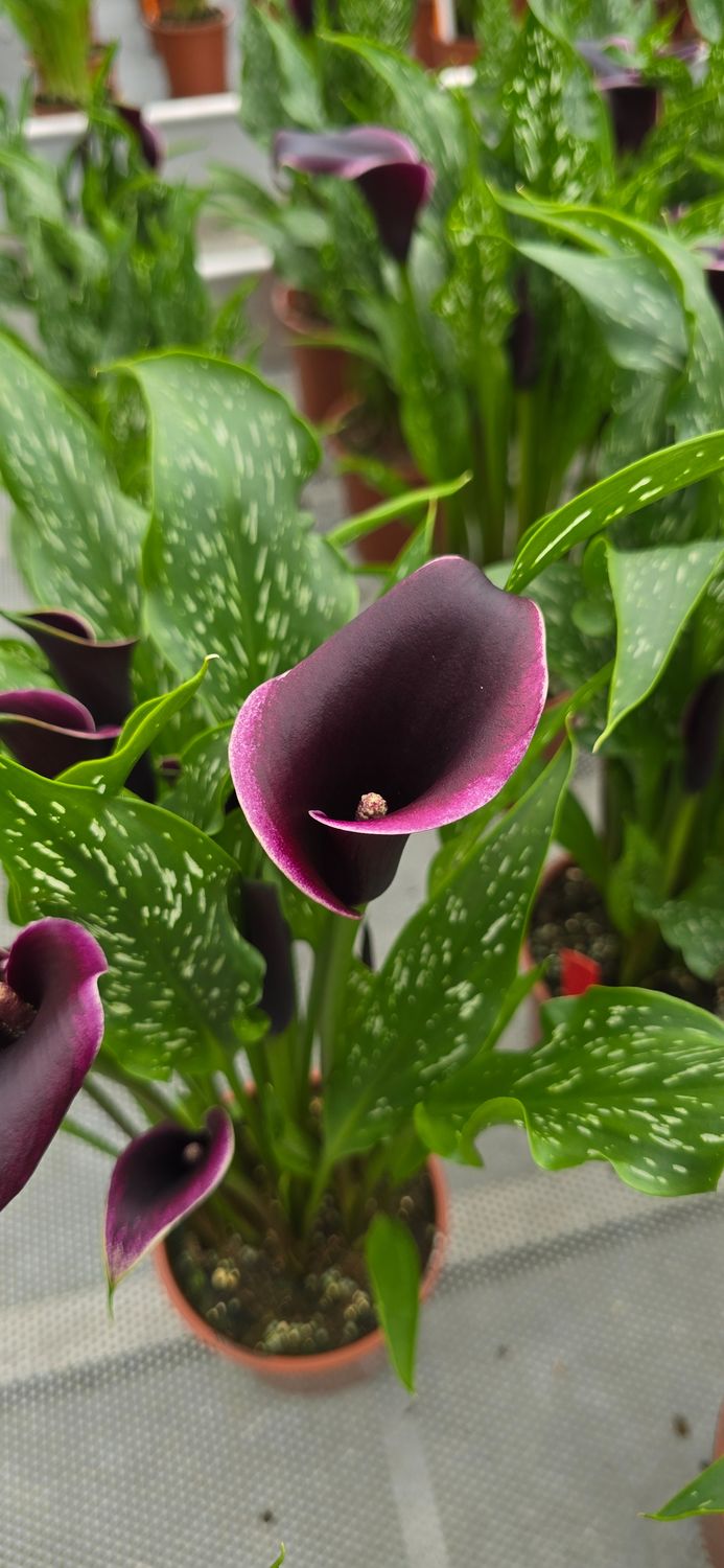 CALLA DUBAI NIGHTS - Pachet 1 bulb
