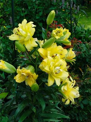Crin Regal - Exotic Sun - Pachet 3 bulbi