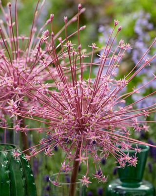 Allium Schubertii - Pachet 3 bulbi