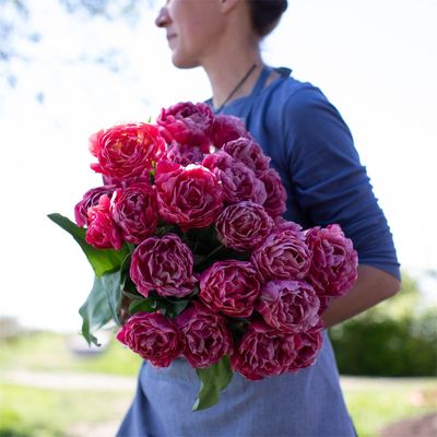 Lalele Adore -  10 bulbi