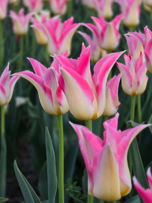 Lalele Cheerleader -  10 bulbi