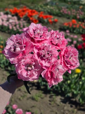 Lalele Sugar Crystal - 10 bulbi