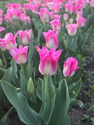 Lalele Memphis - 15 bulbi