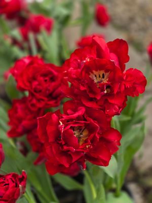 Lalele Scarlet Verona - 10 bulbi