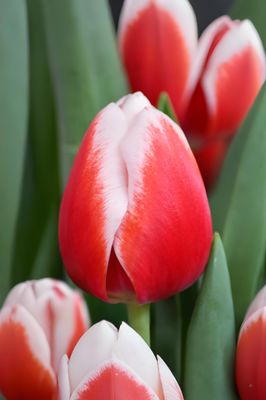 Lalele Outfit - 10 bulbi