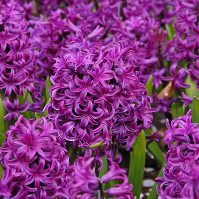 Zambile Purple Sensation - 3 bulbi