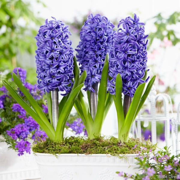 Zambile Blue Pearl - 3 bulbi