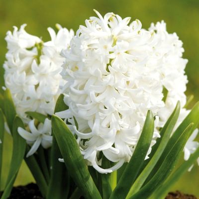 Zambile White Pearl - 3 bulbi