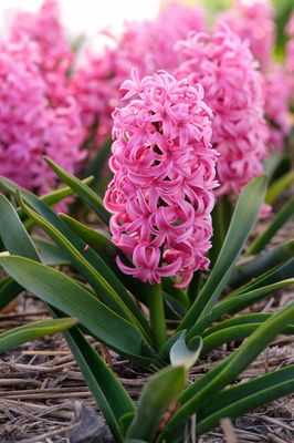 Zambile Pink Pearl - 3 bulbi