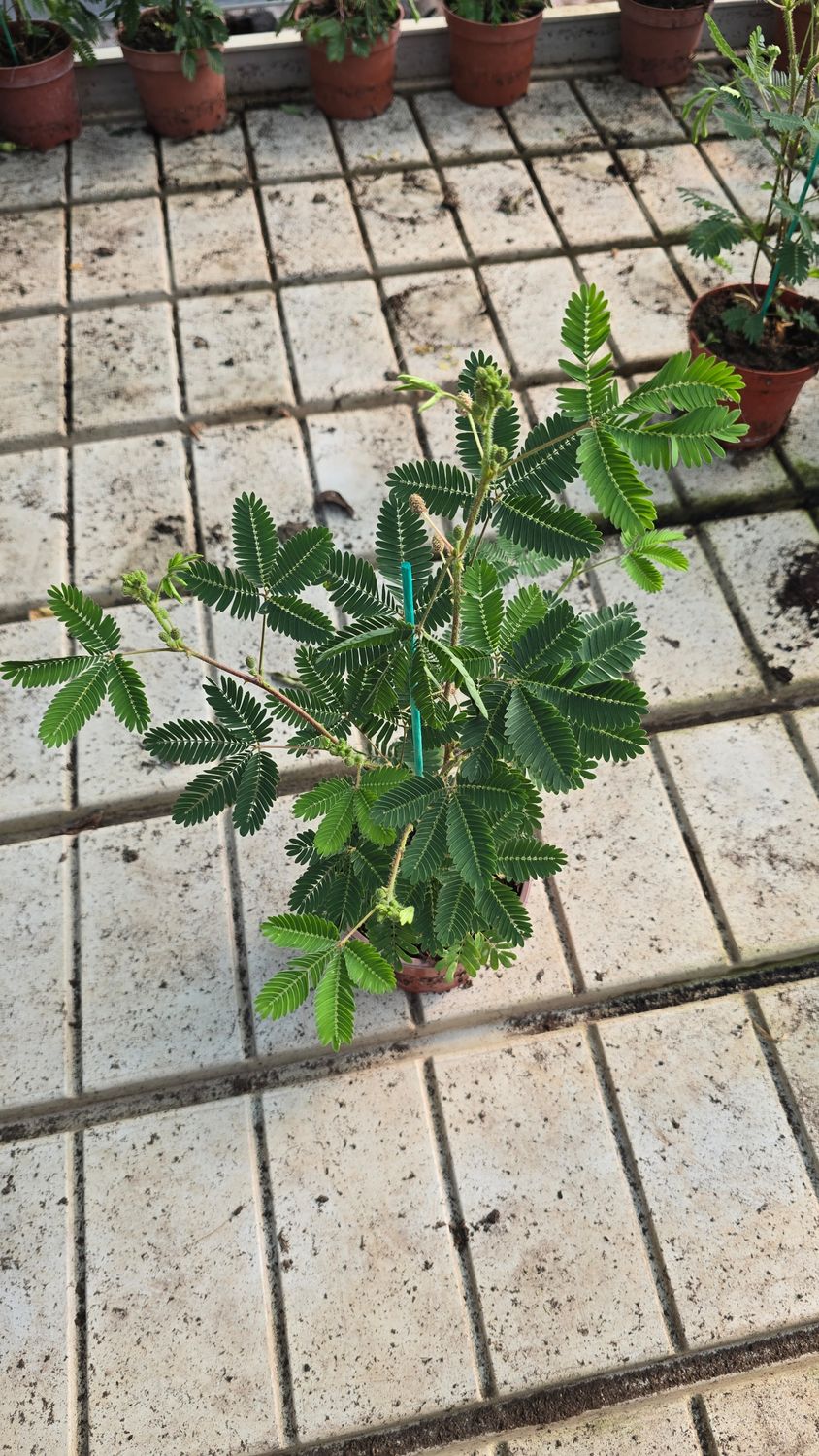 Mimoza pudica