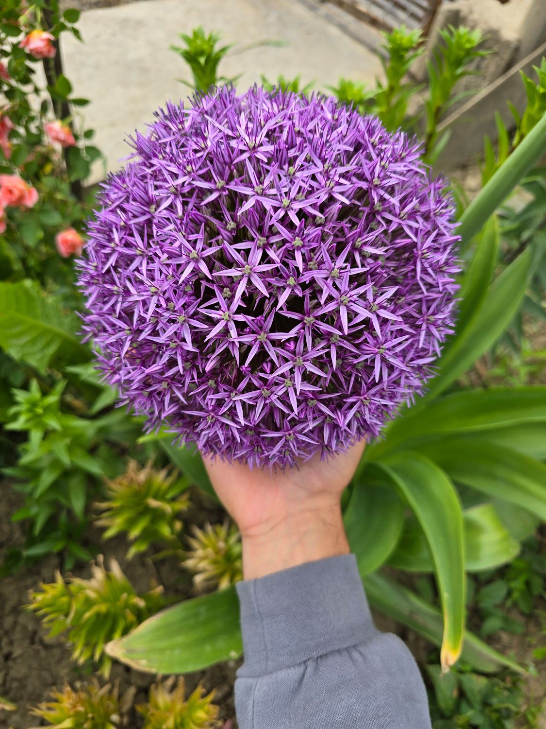 Allium Uriaș- 1 bulb mare 