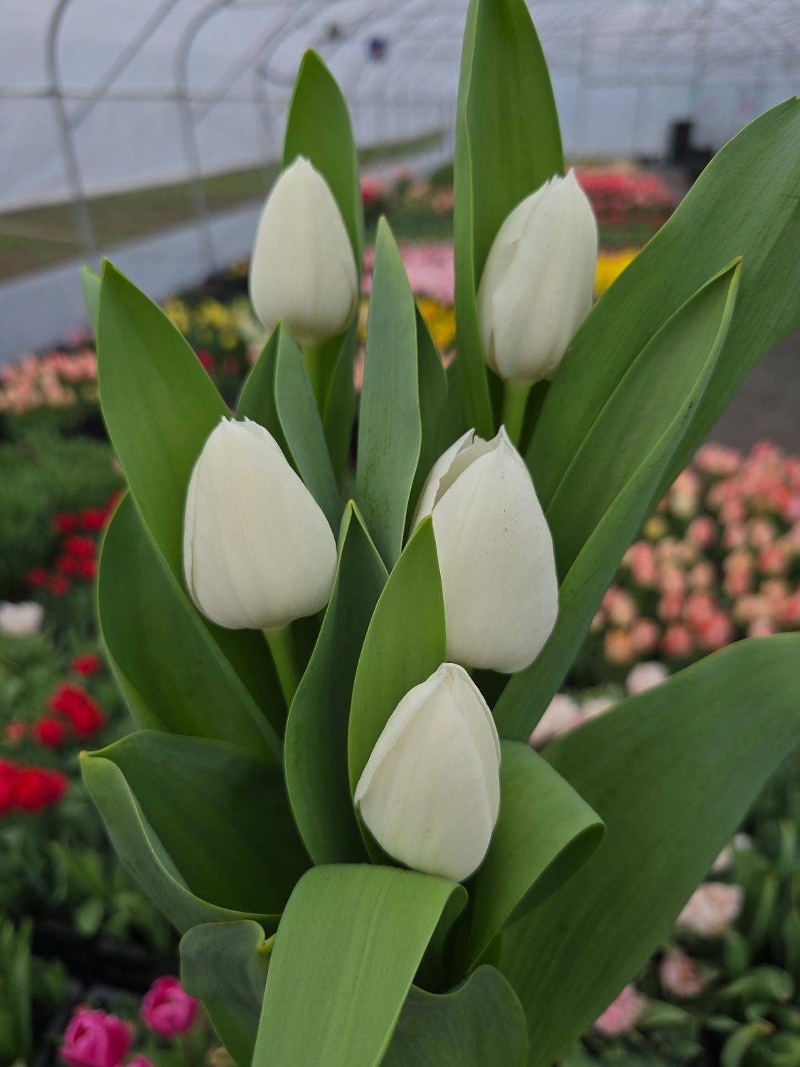 Lalele White Prince - Pachet 10 bulbi