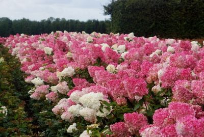 HORTENSIA PANICULATA - VANILLE-FRAISE p14