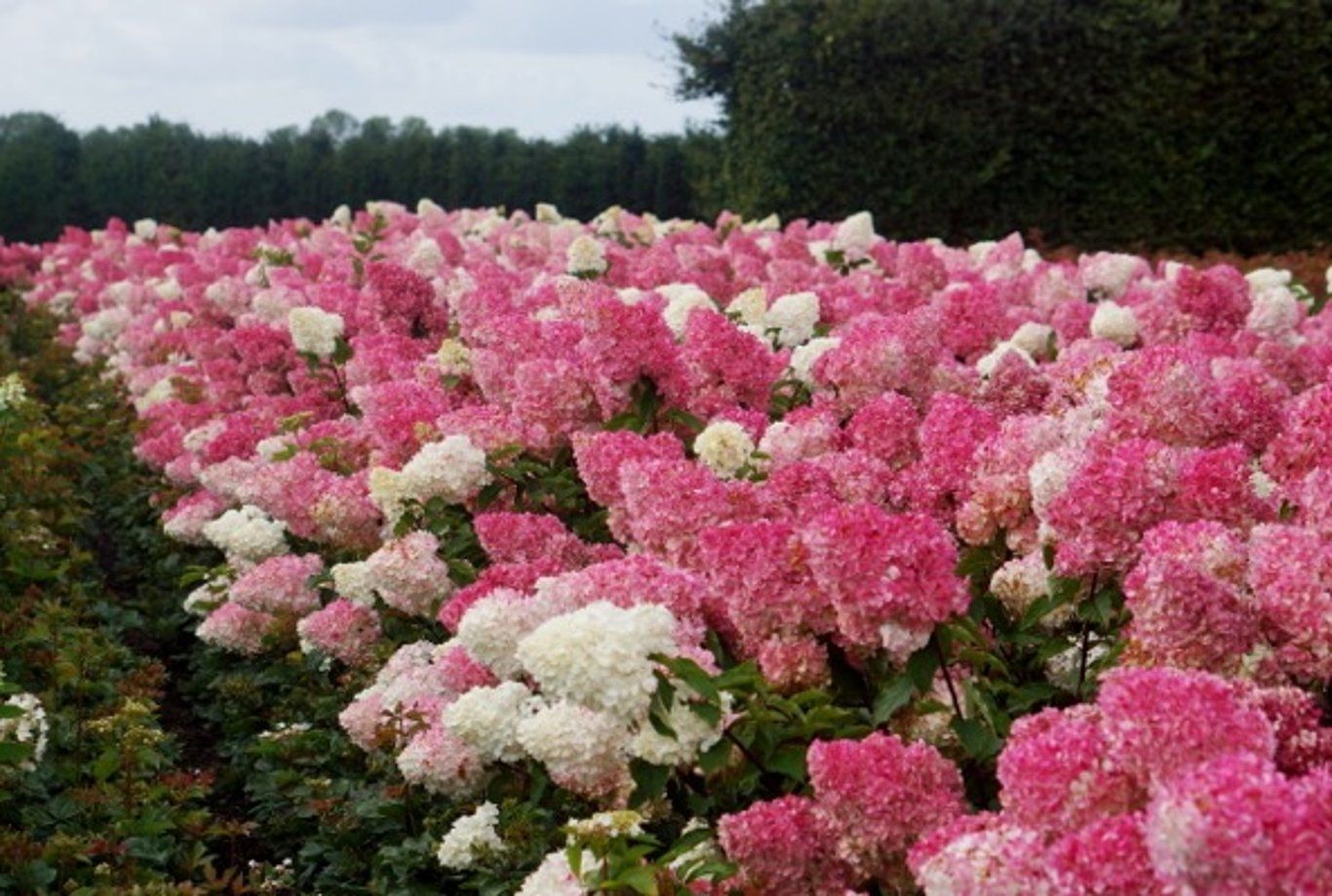 HORTENSIA PANICULATA - VANILLE-FRAISE p14