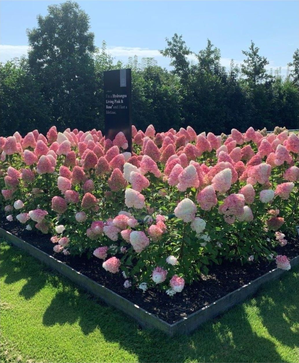 HORTENSIA PANICULATA - Living &#39;Pink&amp;Rose&#39; p9
